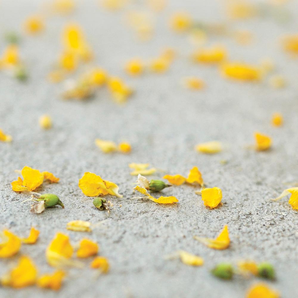 Интелигентна миеща се боя с ефект на самоочистване и регулиране на влажност, SURFASIL KIREI, за интериор/екстериор, Nanophos 10L